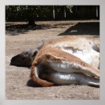 Lama - Santana Zoo - CA posters