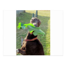 Lamancha Goat Postcards