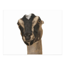 Lamancha Post Cards