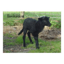 Lamb 2012 - AnnieMackie Announcement