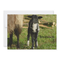 Lamb 2012 - Paul-B Personalized Invitations