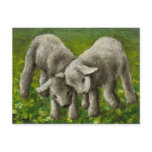 Lamb fight postcards