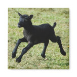 Lamb from Gotland sheep magnet