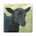 Lamb from Gotland sheep magnet