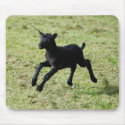 Lamb from Gotland sheep mousepad