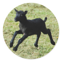 Lamb from Gotland sheep stickers