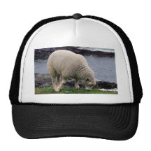 lamb on remote wild south Devon coastline Hat