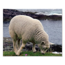 Lamb on remote wild south Devon coastline Photo