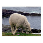 lamb on remote wild south Devon coastline Post Card