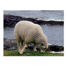 lamb on remote wild south Devon coastline Post Card