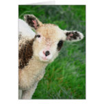 Lamb Pops In cards