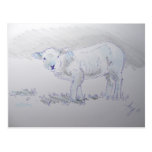 lamb sketch drawing post card