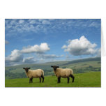 Lambs cards