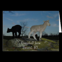 Lambs cards