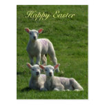 Lambs Easter Postcard