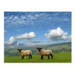 Lambs Postcard
