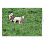Lambs Sheep cards