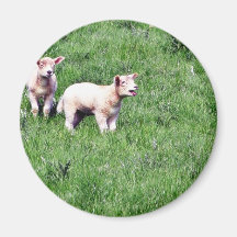 Lambs Sheep Fridge Magnet