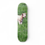 Lambs Sheep skateboards