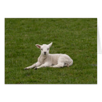 Lambykins Card