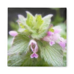 Lamium purpureum - Purple Deadnettle Refrigerator Magnets