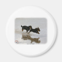 Lancashire Heeler 9R056D-182 Magnet