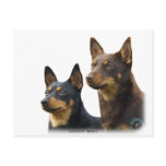 Lancashire Heelers Postcards