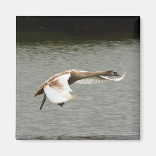 Landing Cygnet Fridge Magnets
