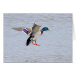 Landing Drake cards