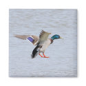 Landing Drake magnets