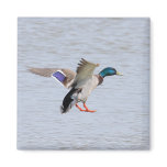 Landing Drake magnets