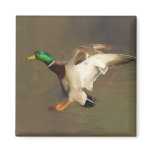 Landing Drake magnets