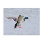 Landing Drake postcards