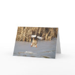 Landing Mallard Duck Wildlife Art Greeting-Card