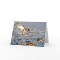 Landing Mallard Duck Wildlife Art Greeting-Card