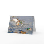 Landing Mallard Duck Wildlife Art Greeting-Card