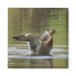 Landing Mallard Magnet