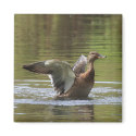 Landing Mallard Magnet