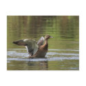 Landing Mallard Postcard