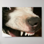landshark posters