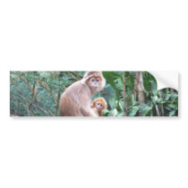 Langur Monkey Mother & Baby