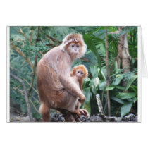 Langur Monkey Mother & Baby