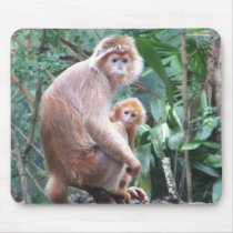Langur Monkey Mother & Baby