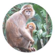 Langur Monkey Mother & Baby
