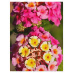 Lantana Camara