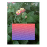Lantana Camara Post Cards