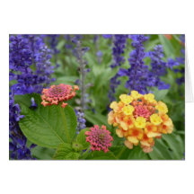 Lantana & Salvia Flowers Note Card