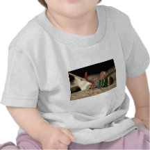 Lantern cicada shirts