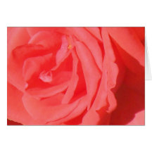 Lanyon rose cards