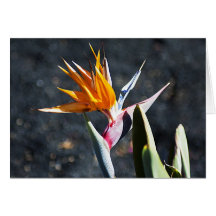 lanzarote flow.jpg card